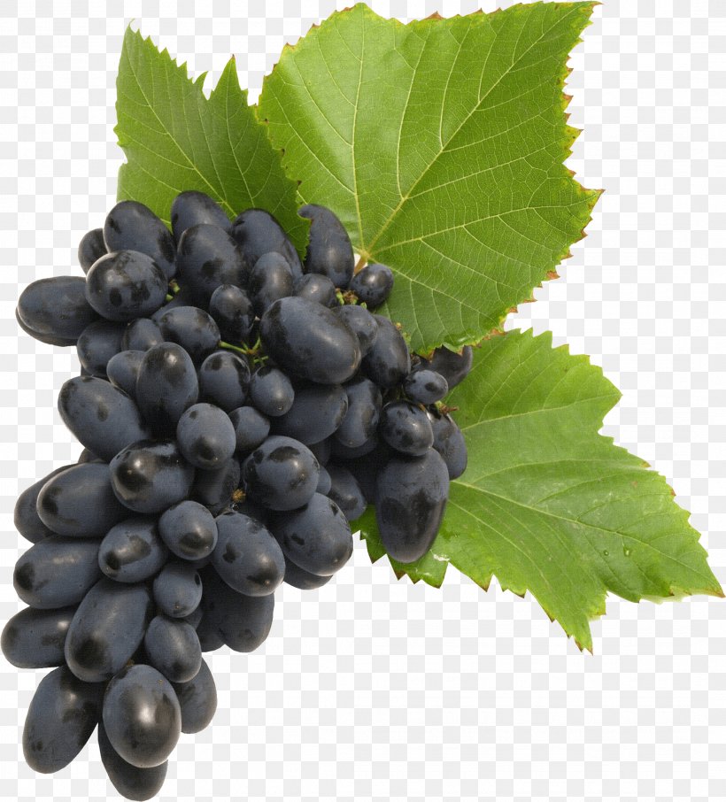 Common Grape Vine, PNG, 2138x2363px, Common Grape Vine, Amazon Grape, Berry, Bilberry, Blueberry Download Free