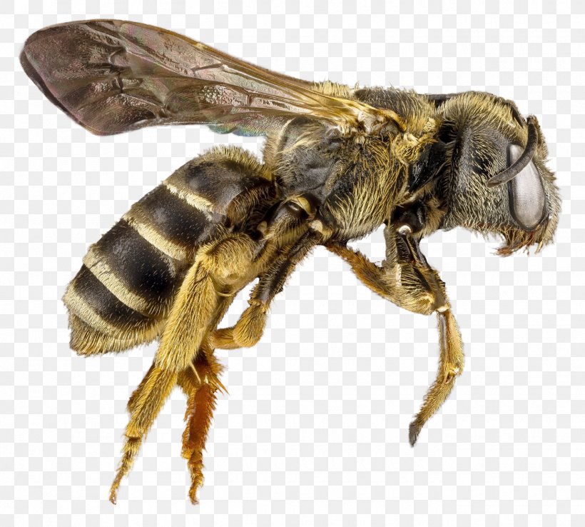 Honey Bee Hornet, PNG, 1350x1216px, Insect, Apidae, Arthropod, Bee, Beekeeping Download Free