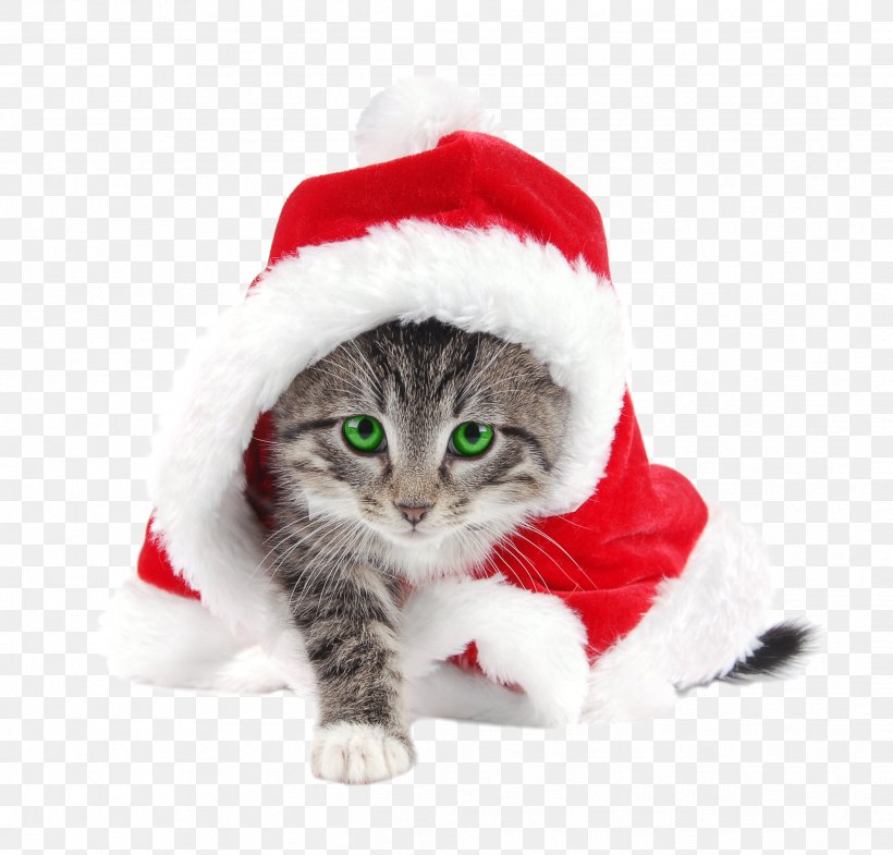 Santa Claus Cat Kitten Christmas Santa Suit, PNG, 2436x2334px, Santa Claus, American Wirehair, Carnivoran, Cat, Cat Like Mammal Download Free