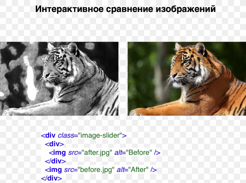 Tiger Cat Habrahabr Whiskers Cascading Style Sheets, PNG, 1375x1025px, Tiger, Big Cat, Big Cats, Bitly, Blog Download Free