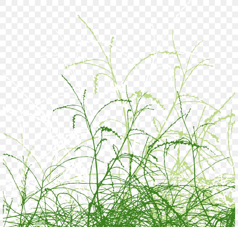 Drawing Illustration, PNG, 800x784px, Drawing, Can Stock Photo, Grass, Grass Family, Herb Download Free