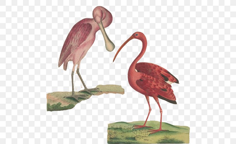 Flamingos Scarlet Ibis Bird Poster, PNG, 500x500px, Flamingos, Art, Beak, Bird, Fauna Download Free