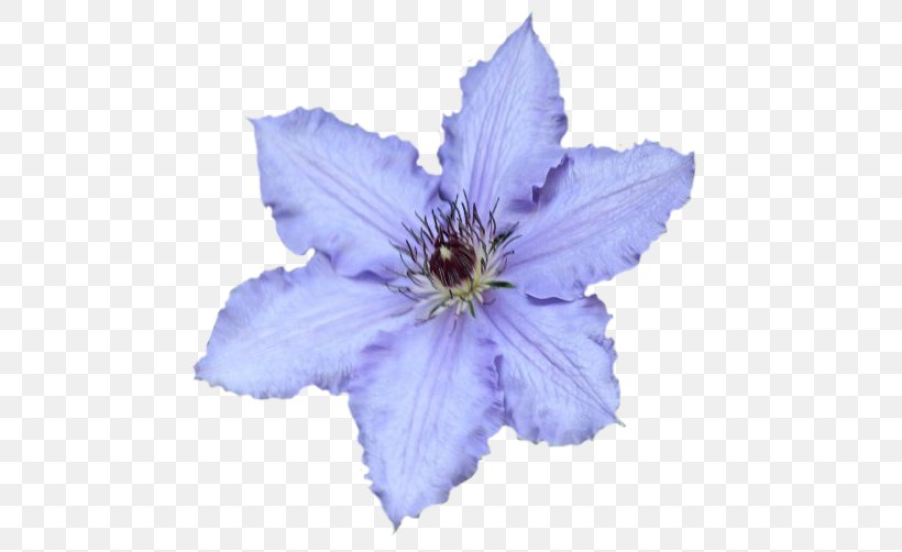 Leather Flower Chicory, PNG, 537x502px, Leather Flower, Blue, Chicory, Clematis, Flower Download Free