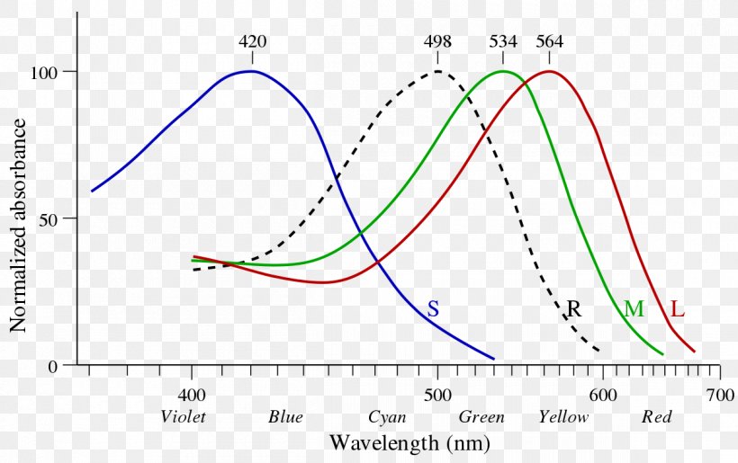 Light Rhodopsin Cone Cell Photoreceptor Cell Photopsin, PNG, 1200x755px, Light, Absorption, Absorption Spectroscopy, Area, Cone Cell Download Free