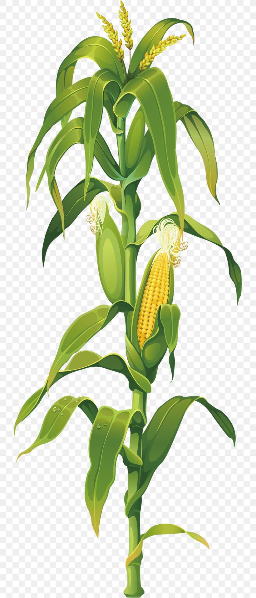 Maize Corn On The Cob Drawing Plant Clip Art, PNG, 730x1916px, Maize, Branch, Cereal, Commodity, Corncob Download Free