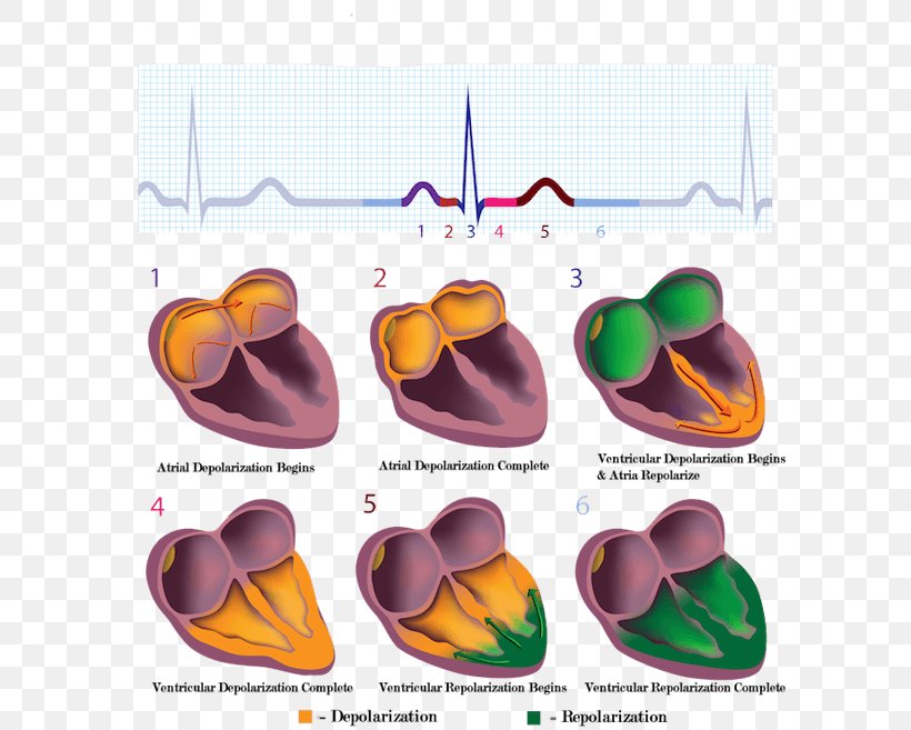 Cardiac Muscle Electrocardiography Electrical Conduction System Of The Heart Stock Photography, PNG, 600x657px, Cardiac Muscle, Anatomy, Atrium, Cardiac Cycle, Electrocardiography Download Free
