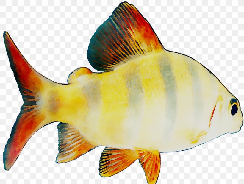 Goldfish Feeder Fish Coral Reef Fish Marine Biology, PNG, 1573x1186px, Goldfish, Biology, Bonyfish, Butterflyfish, Coral Download Free