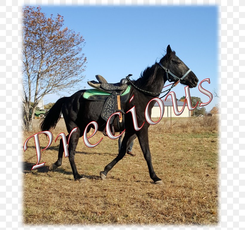 Horse Harnesses Equestrian Western Pleasure Stallion, PNG, 765x768px, Horse, Bit, Bridle, Equestrian, Equestrian Sport Download Free