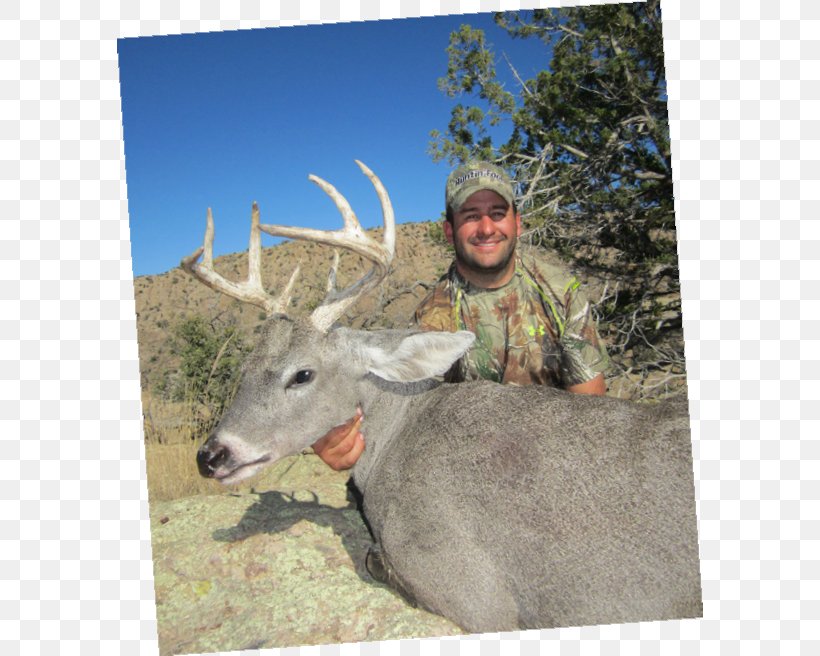 Reindeer White-tailed Deer Elk Deer Hunting, PNG, 586x656px, Reindeer, Deer, Deer Hunting, Elk, Fauna Download Free