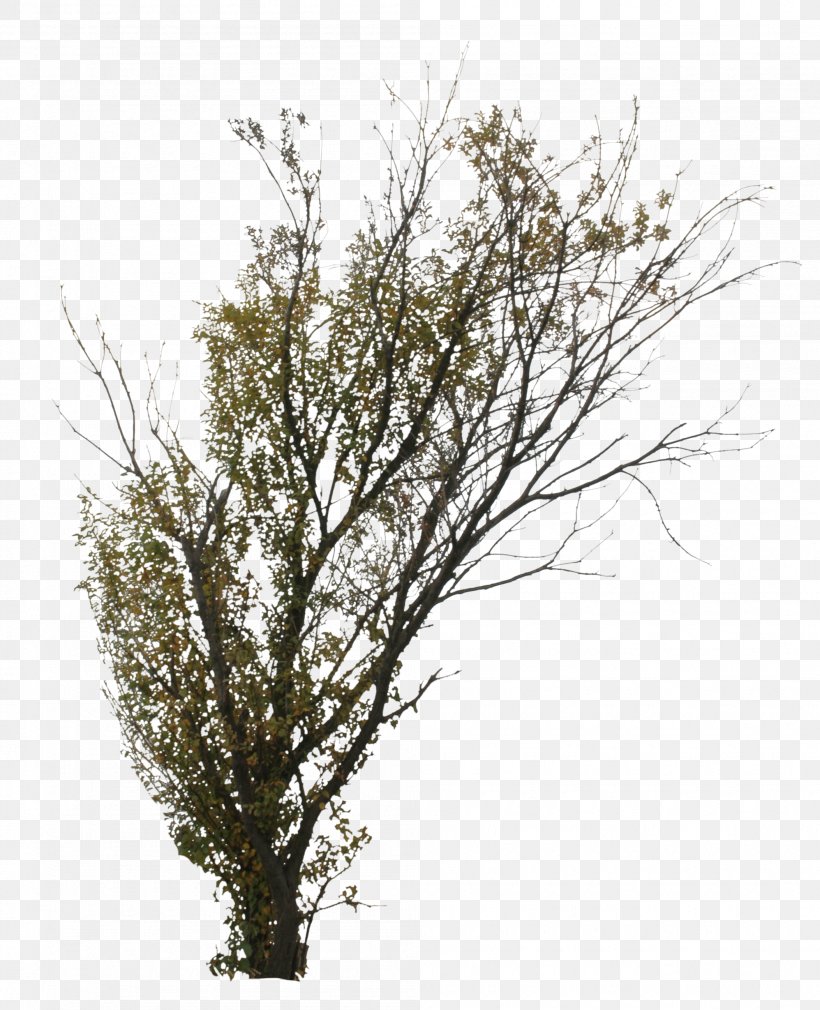 Twig Tree Branch Shrub Deciduous, PNG, 1995x2458px, Twig, Autumn, Birch, Branch, Deciduous Download Free
