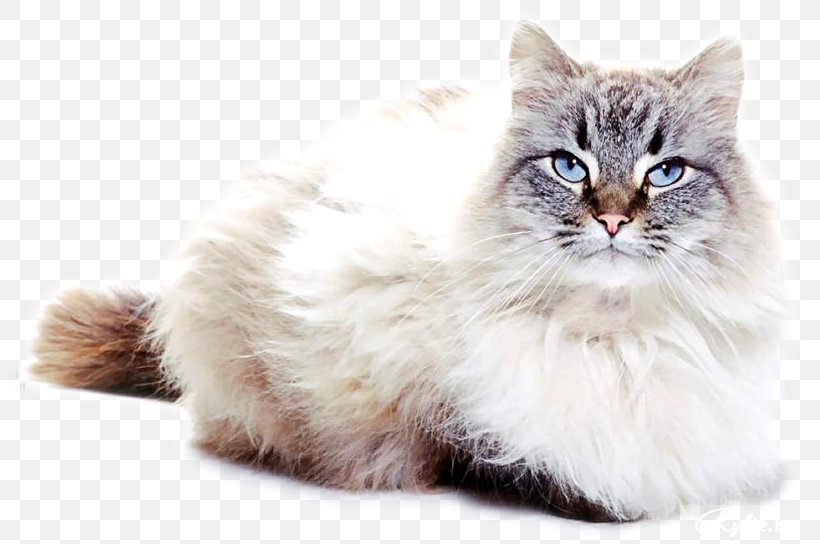 Asian Semi-longhair Ragamuffin Cat British Semi-longhair Kitten Whiskers, PNG, 800x544px, Asian Semilonghair, Asian Semi Longhair, Balinese, British Semi Longhair, British Semilonghair Download Free