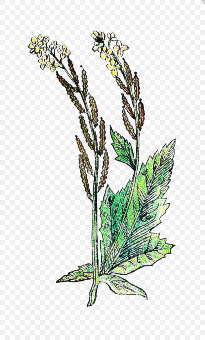 Branch Plant Stem Herbalism Leaf Grasses, PNG, 964x1600px, Branch, Botany, Flower, Flowering Plant, Grass Download Free