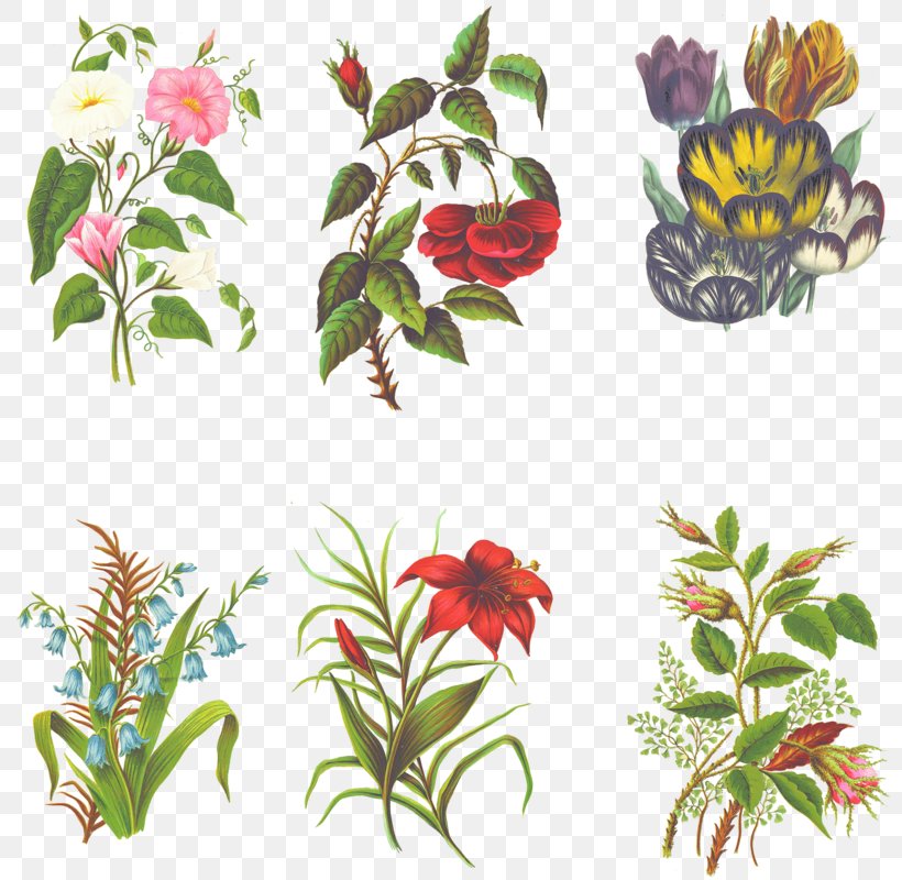Floral Design Cut Flowers Art, PNG, 800x800px, Floral Design, Art, Cut Flowers, Deviantart, Flora Download Free