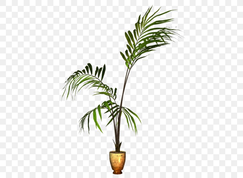 Flowerpot Coconut Houseplant Ornamental Plant, PNG, 447x600px, Flowerpot, Arecaceae, Arecales, Coconut, Flower Download Free