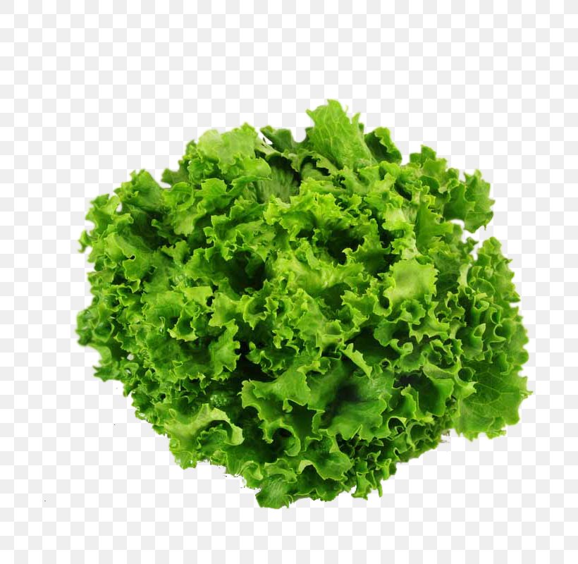Escargot Snail Vegetable Salad Heliciculture, PNG, 800x800px, Escargot, Asparagus, Butterhead Lettuce, Curled Endive, Food Download Free