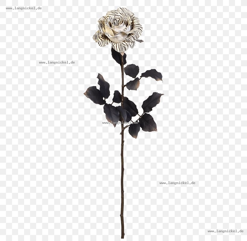 Twig Rose Family Plant Stem White, PNG, 800x800px, Twig, Black And White, Branch, Family, Flora Download Free