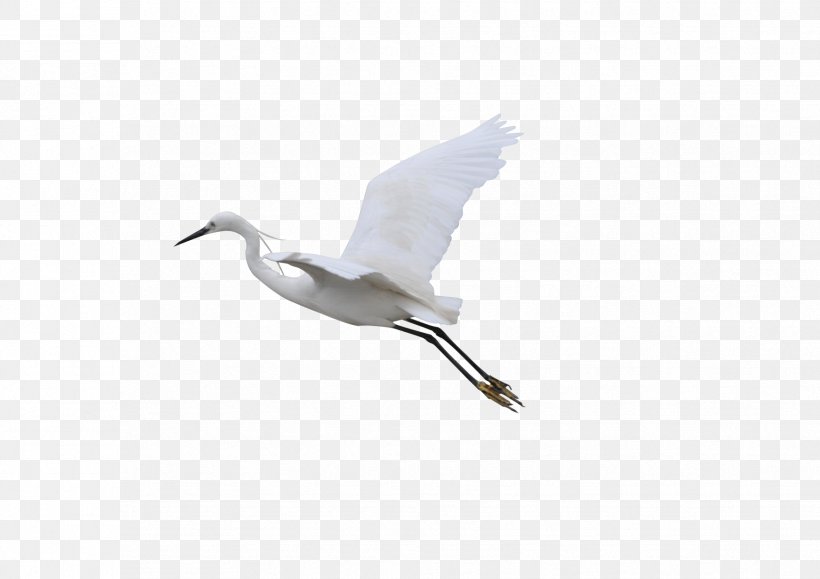 Crane Flight Bird, PNG, 1754x1240px, Crane, Beak, Bird, Ducks Geese And Swans, Fauna Download Free