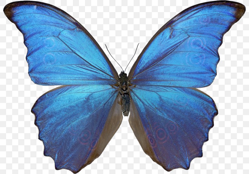 Butterfly Menelaus Blue Morpho Drawing Morpho Didius Clip Art, PNG, 800x575px, Butterfly, Art, Artist, Blue, Brush Footed Butterfly Download Free