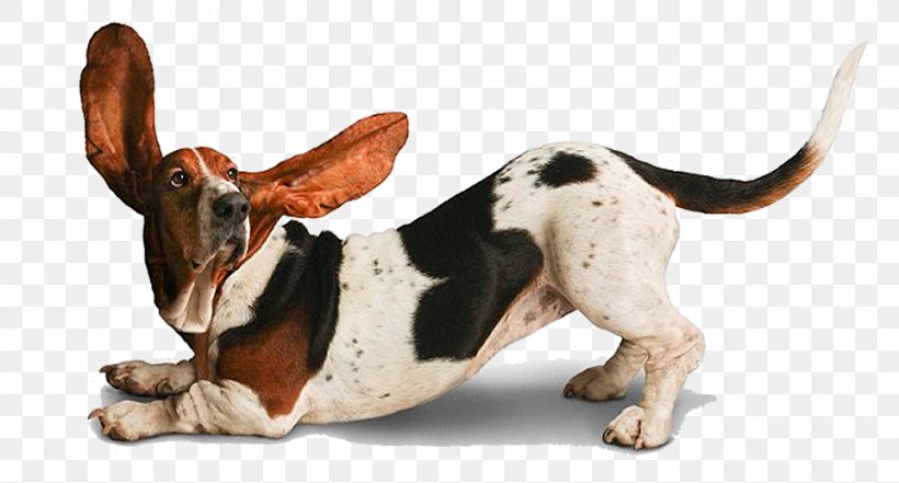 Chihuahua Yoga Dogs Warrior Pose: How Yoga (Literally) Saved My Life Doga, PNG, 992x534px, Chihuahua, Adho Mukha U015bvu0101nu0101sana, Asento, Basset Hound, Calendar Download Free