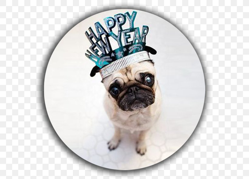 Pug New Year's Day Puppy New Year's Eve, PNG, 590x590px, Pug, Birthday, Carnivoran, Chinese New Year, Christmas Download Free