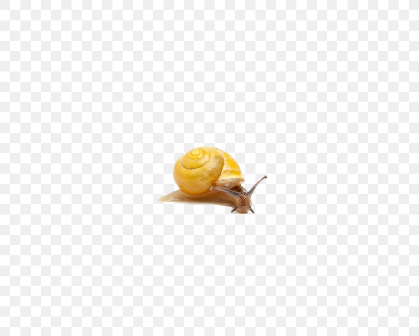 Snail Orthogastropoda Icon, PNG, 658x658px, Snail, Flooring, Orthogastropoda, Tile, Yellow Download Free