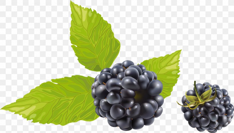 Blackberry Fruit Clip Art, PNG, 2000x1140px, Blackberry, Berry, Bilberry, Blackberry Winter, Blueberry Download Free