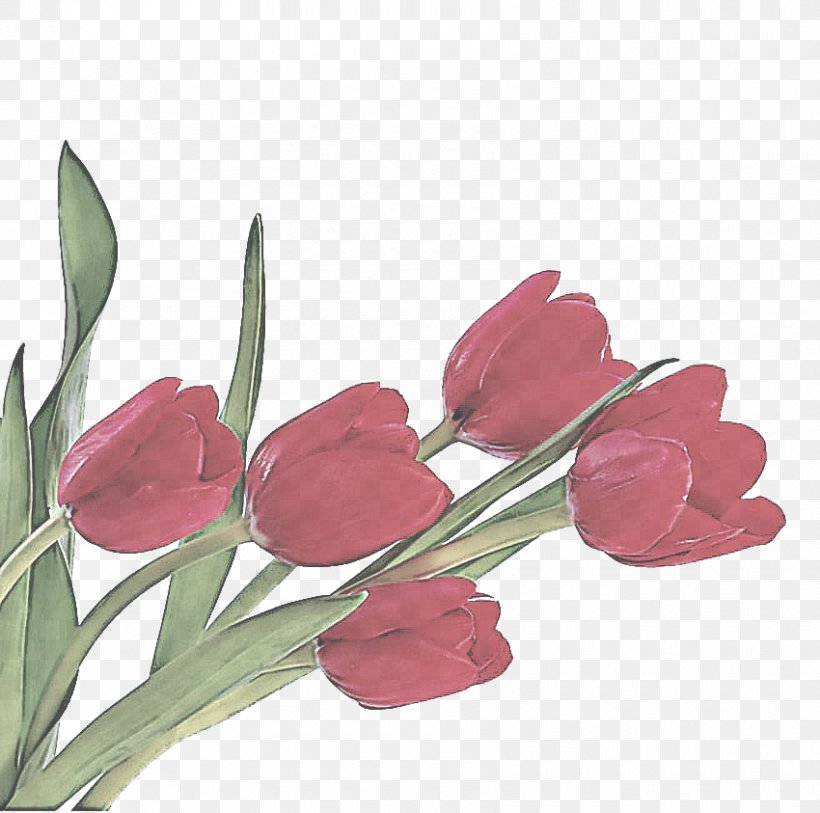 Flower Flowering Plant Tulip Plant Cut Flowers, PNG, 850x843px, Flower, Cut Flowers, Flowering Plant, Lily Family, Petal Download Free