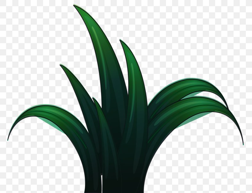 Green Grass, PNG, 800x627px, Green, Computer, Designer, Diagram, Flower Download Free