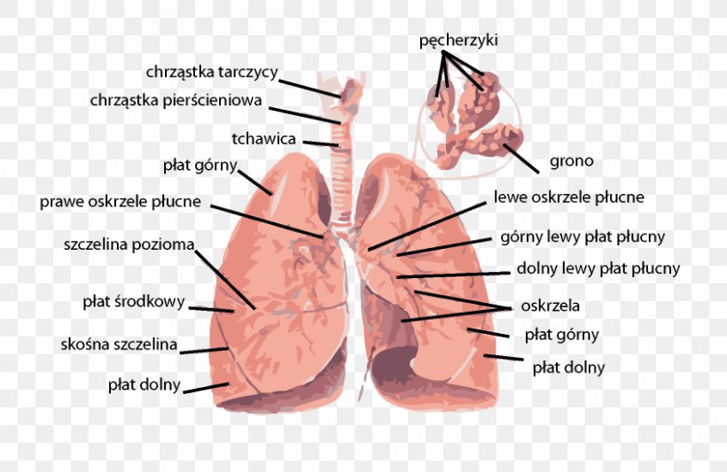 Lung Dissection Respiratory Tract Respiratory System Anatomy, PNG, 846x550px, Watercolor, Cartoon, Flower, Frame, Heart Download Free
