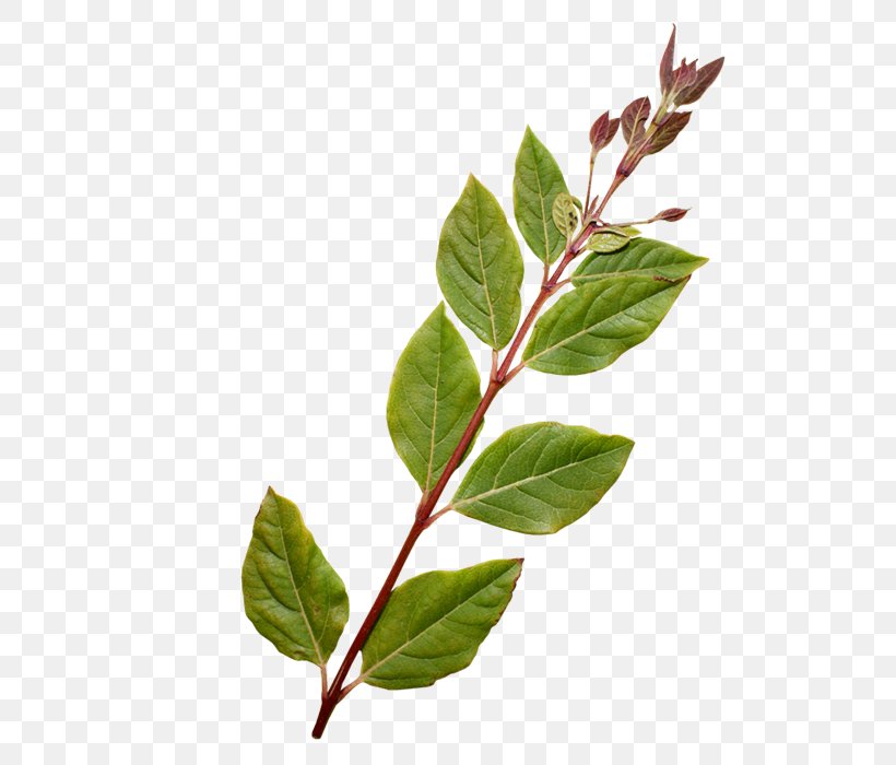 Twig Horse Plant Stem Leaf Herb, PNG, 700x700px, Twig, Branch, Herb, Horse, Leaf Download Free