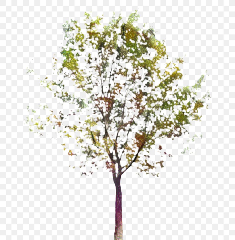 Birch Tree, PNG, 650x836px, Twig, Branch, Canoe Birch, Flower, Leaf Download Free