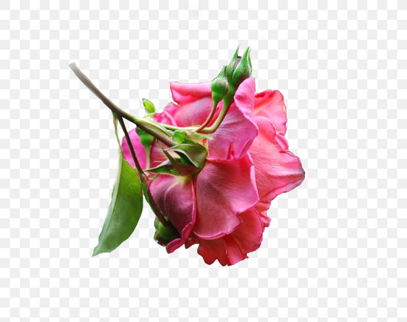 Cut Flowers Floral Design Flower Bouquet Bud, PNG, 700x649px, Cut Flowers, Bud, Floral Design, Flower, Flower Bouquet Download Free