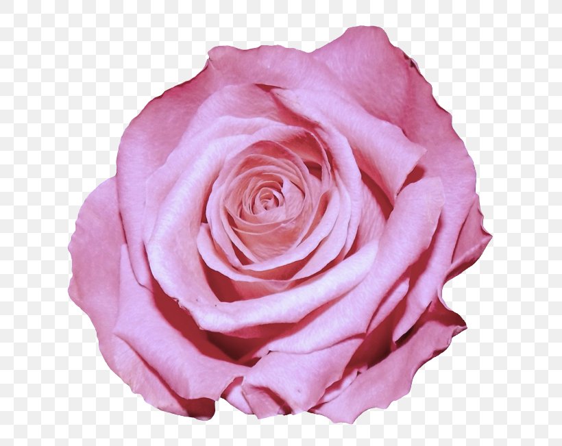 Garden Roses, PNG, 700x651px, Flower, Floribunda, Garden Roses, Hybrid Tea Rose, Petal Download Free