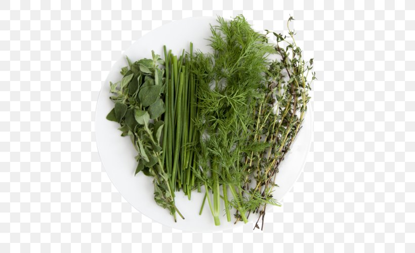 Grass Cartoon, PNG, 500x500px, Coriander, Celery, Chinese Celery, Culantro, Fennel Download Free