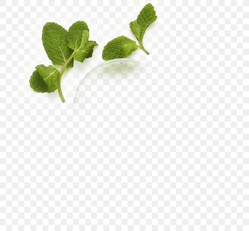 Leaf Herb, PNG, 760x760px, Leaf, Herb, Plant Download Free
