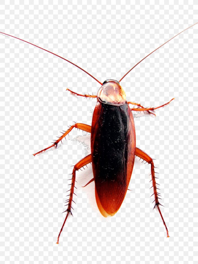 Madagascar Hissing Cockroach Madagascar Hissing Cockroach Insect American Cockroach, PNG, 1280x1707px, Cockroach, American Cockroach, Anatomy, Arthropod, Beetle Download Free