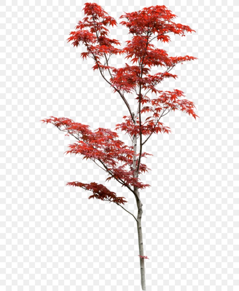 Acer Japonicum Tree Japan Clip Art, PNG, 553x999px, Acer Japonicum, Branch, Clipping Path, Drawing, Flowering Plant Download Free