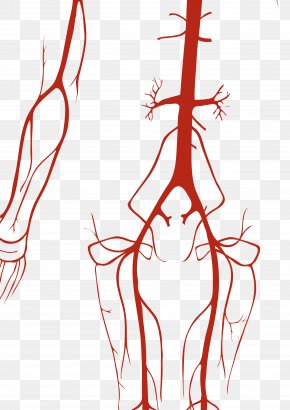 Arteries And Veins Circulatory System Artery Human Body, PNG ...