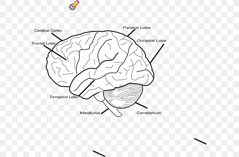 Human Brain Votre Cerveau Le Cerveau Magicien: De La Réalité Au Plaisir Psychique Let's Play Bridge!, PNG, 600x539px, Watercolor, Cartoon, Flower, Frame, Heart Download Free