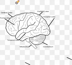 Cerveau Png 512x512px Organization Behavior Brain Fruit Green Download Free