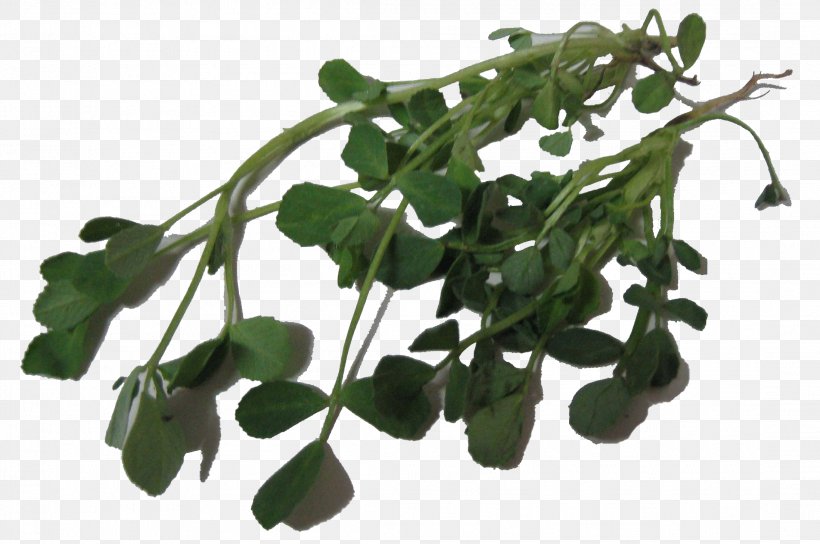 Leaf Vegetable Herb Fenugreek Medicinal Plants, PNG, 2196x1458px, Leaf, Diabetes Mellitus, Fenugreek, Food, Health Download Free