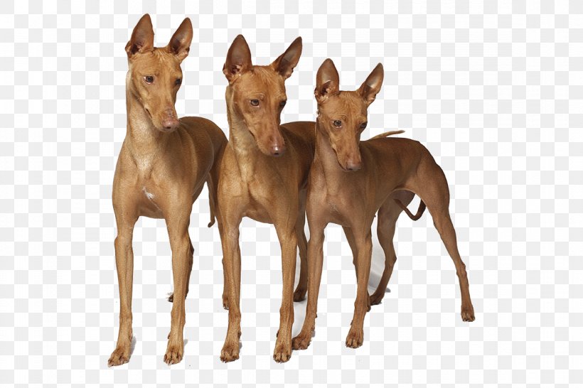 Pharaoh Hound Serbian Tricolour Hound Treeing Walker Coonhound Black And Tan Coonhound Dunker, PNG, 1170x780px, Pharaoh Hound, Black And Tan Coonhound, Breed, Canidae, Colt Download Free
