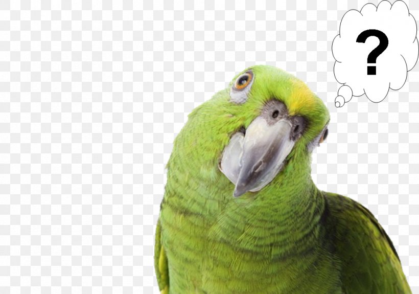 Pirate Parrot Bird Yellow-naped Amazon Pet, PNG, 1013x711px, Parrot, Amazon Parrot, Beak, Bird, Birdcage Download Free