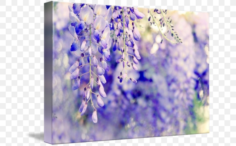 Watercolor Painting Wisteria Fine Art Printmaking Photography, PNG, 650x510px, Watercolor Painting, Art, Canvas, English Lavender, Fine Art Download Free