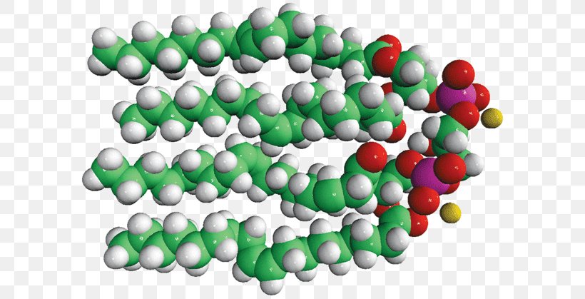 Cardiolipin Lipid Inner Mitochondrial Membrane Mitochondrion Structure, PNG, 600x419px, Cardiolipin, Antibody, Bead, Biological Membrane, Cell Membrane Download Free