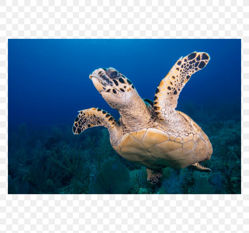 Loggerhead Sea Turtle Hawksbill Sea Turtle Green Sea Turtle, PNG, 768x768px, Loggerhead Sea Turtle, Animal, Biology, Canvas Print, Coral Download Free