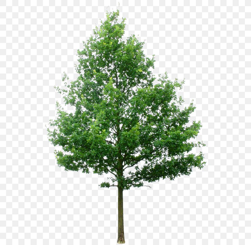 Clip Art Tree Transparency Psd, PNG, 561x800px, Tree, Birch, Branch, Evergreen, Fir Download Free