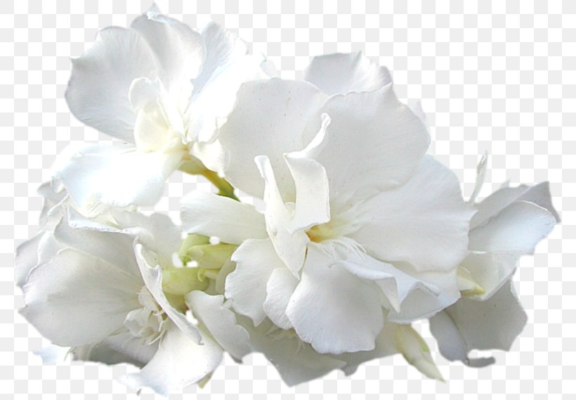 White Flower Petal Plant Cut Flowers, PNG, 787x569px, White, Cut Flowers, Flower, Flowering Plant, Gardenia Download Free