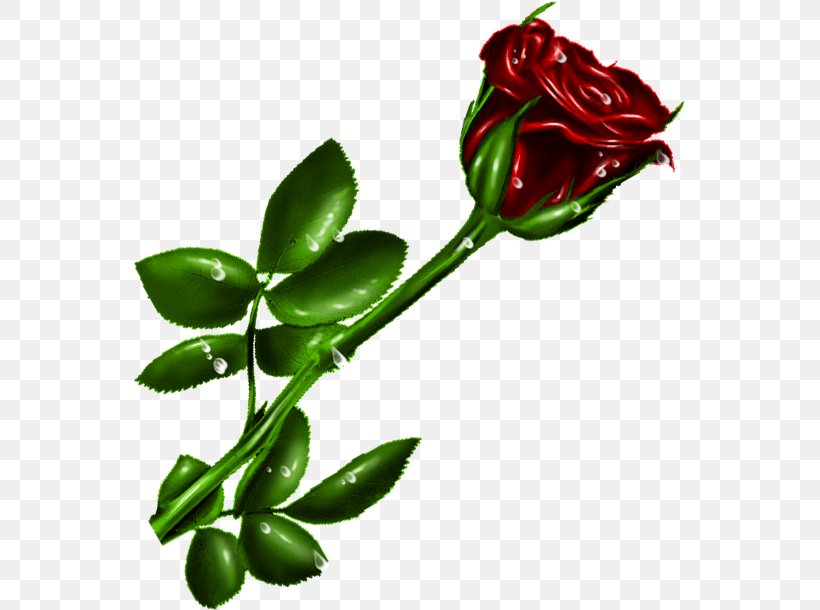 Garden Roses Cut Flowers, PNG, 551x610px, Garden Roses, Beach Rose, Bud, Cut Flowers, Flora Download Free