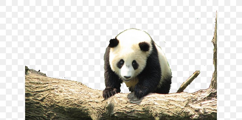 Giant Panda Red Panda Cuteness Wallpaper, PNG, 650x406px, Giant Panda, Animal, Bear, Carnivoran, Computer Download Free